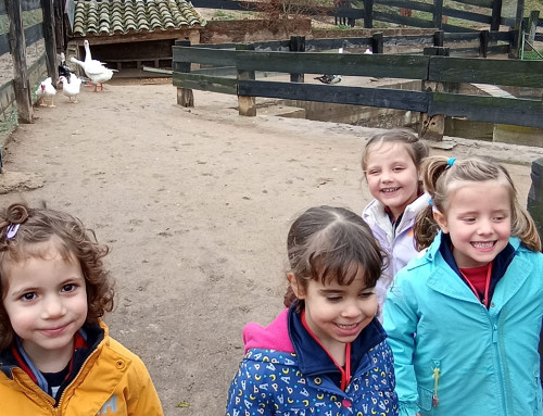 P4 d’Educació Infantil: Fem melmelada a Can Montcau
